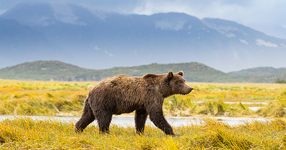 Photo by Dennis Grizzly bear walking with mountains in the background
