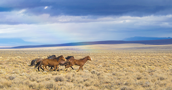 A herd of wild horses runs across open land under blue sky.