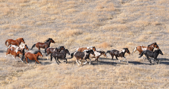 Photo by BLM Wild horses running, photographed from above.
