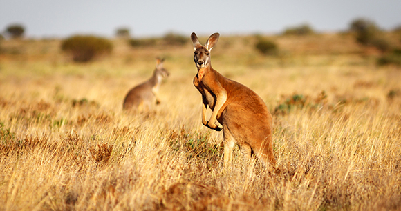 Two kangaroos stand in grassland looking at the camera