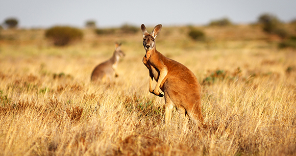 Photo by Luke Shelley Two kangaroos stand in grassland looking at the camera