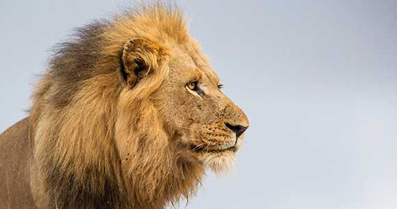 Male lion shown against sky - Photo by Henk Bogaard Male lion shown against sky