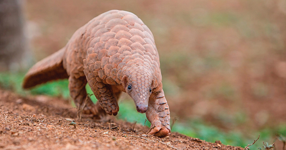 Photo by Ajit Huilgol, USFWS Pangolin