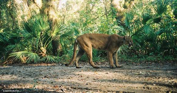 A Florida panther walks among greenery