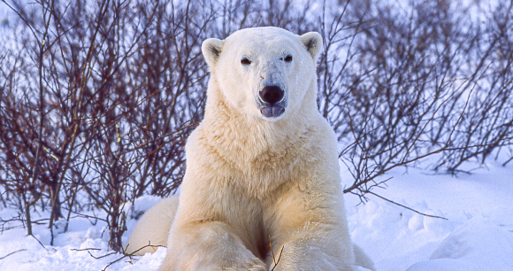 A polar bear (Ursus maritimus) in the Churchill willows along the Hudson Bay, waiting to hunt for seals.