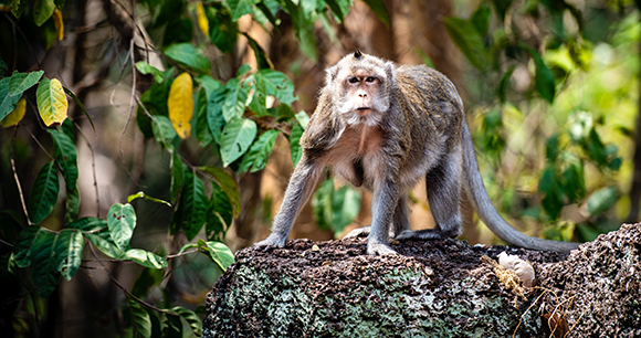 A wild long-tailed macaque in Cambodia.