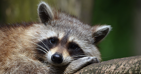 Photo from Pixabay Raccoon