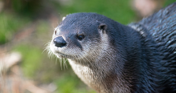 Close-up of a river otter looking off to the left