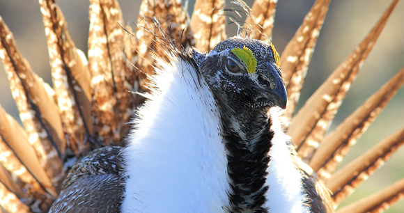 Photo by Doug Dance Sage-Grouse