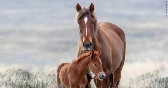 Photo by Ronnie Howard Wild mare and foal