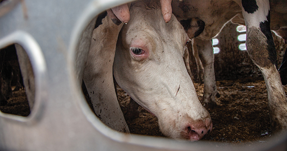 Photo by We Animals Media Cows during transport
