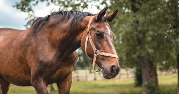 Bay horse in field - Photo by Sara Kurfess Bay horse in field