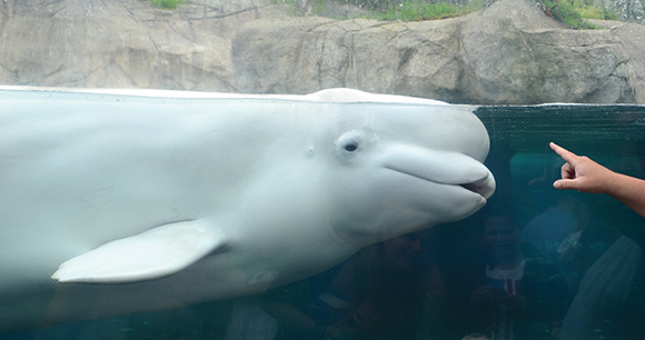 A captive beluga swims in an enclosure with people's reflections in the tank's glass