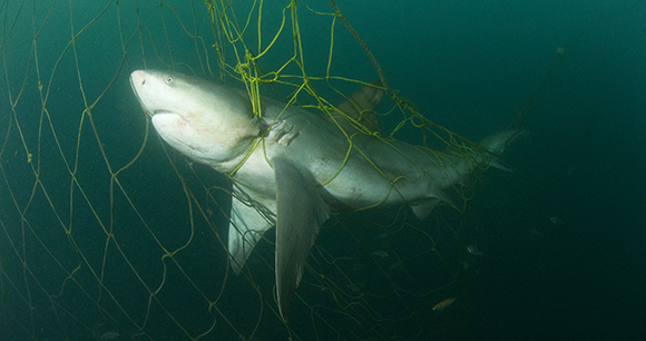 Photo by Fiona Ayerst Bull shark trapped in fishing gear