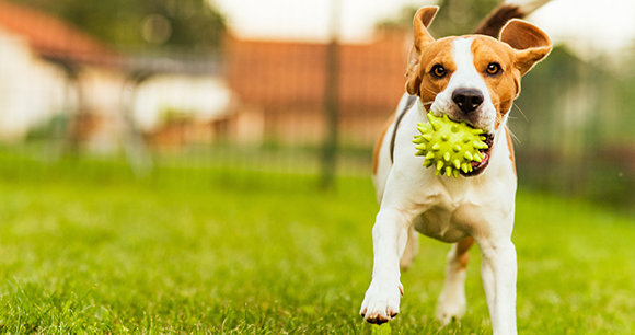 Photo by Przemyslaw Iciak A dog runs joyfully with a ball in their mouth.