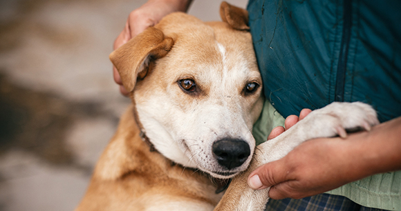older dog cuddling with human older dog cuddling with human