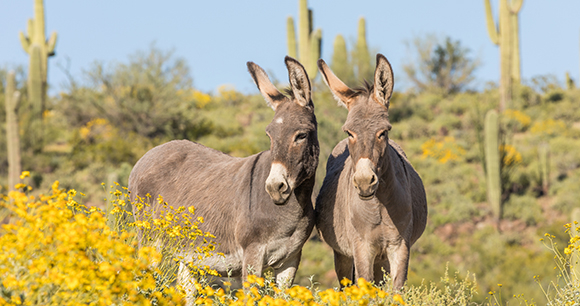 wild burros in Arizona - photo by natureguy wild burros in Arizona - photo by natureguy