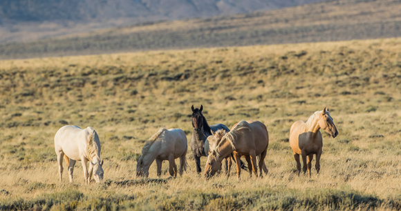 herd of wild horses grazing herd of wild horses grazing