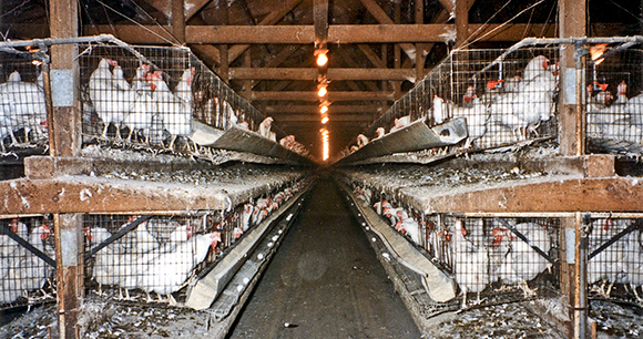 battery caged laying hens - photo by Farm Sanctuary battery caged laying hens