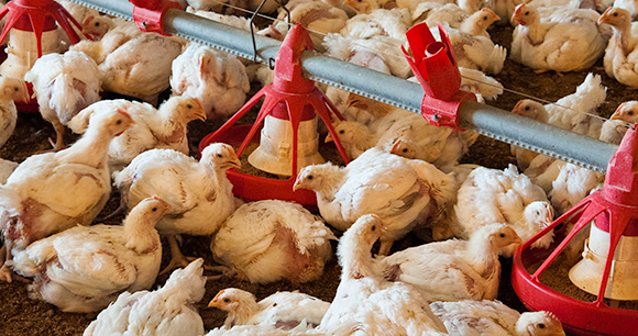 Meat chickens crowded in small space. Photo by Bob Nichols meat chickens crowded in small space