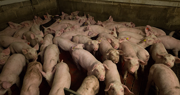 many pigs packed together at slaughterhouse many pigs packed together at slaughterhouse