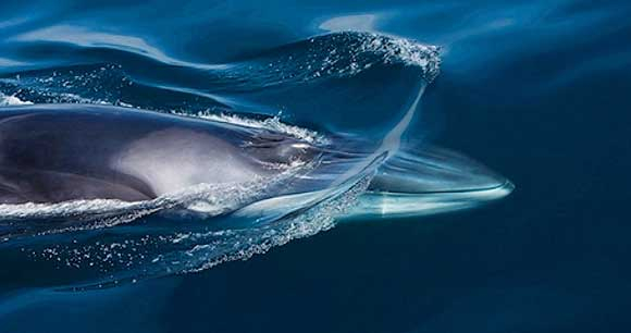 Fin whale Fin whale