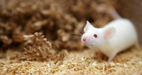 Photo by Novartis AG Mouse - Photo by Novartis AG