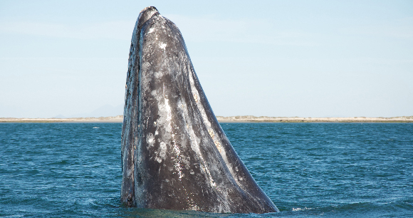 A gray whale breaches in the ocean