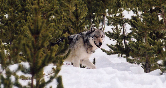 Photo by MacNeil Lyons/National Parks Service