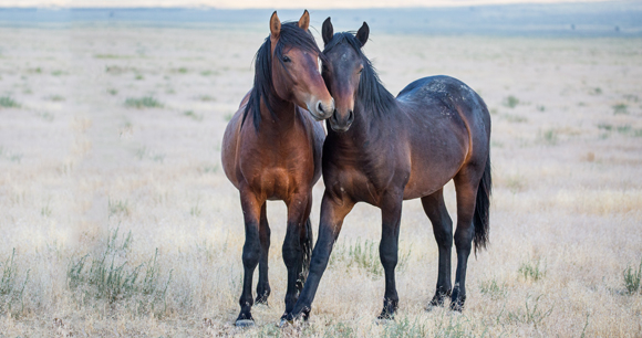 Two wild horses nuzzle each other