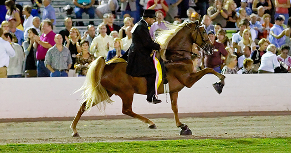 A horse and rider perform the Big Lick at a horse show.