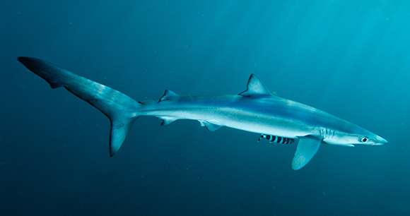 A shark swims in the ocean as sunlight filters through the water.