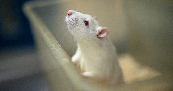 white lab rat peeking out of container - photo by Te Protejo / We Animals white lab rat peeking out of container