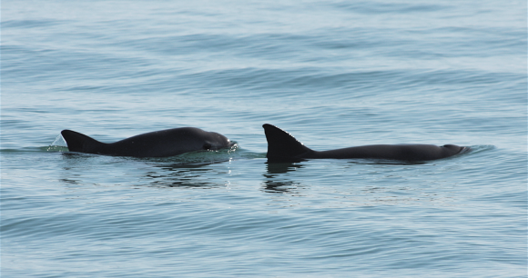 Photo of two vaquitas, by Tom Jefferson Photo of two vaquitas, by Tom Jefferson