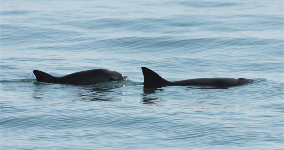 Photo of two vaquitas, by Tom Jefferson