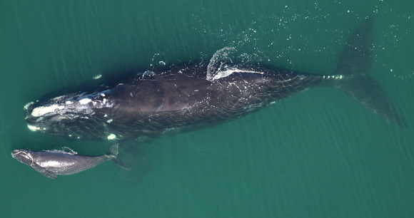 An adult North Atlantic right whale and her calf swim in blue-green ocean waters.