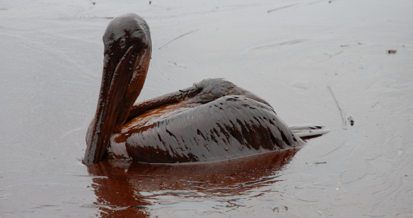 oil spill pelican flickt courtesy of Governor Jindal's office