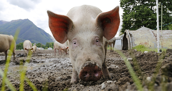 Photo of Pig on Farm Photo of Pig on Farm