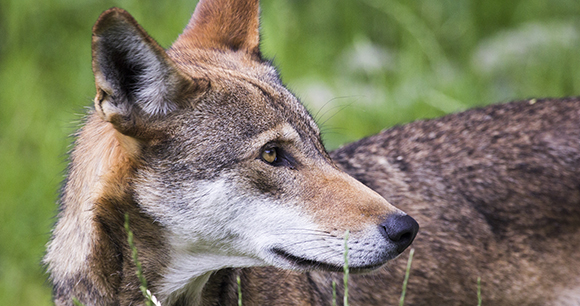 Photo by Sonya Lang Red wolf