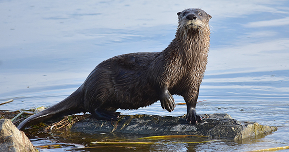 A river otter stands on a rock in a body of water.