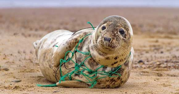 Seal entangled in fishing gear - Photo by Kevin Seal entangled in fishing gear