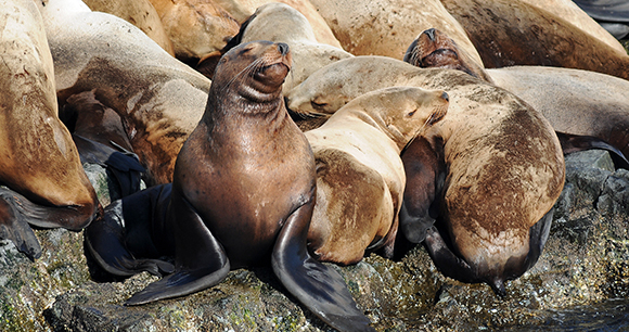 Sea Lion Photo by Raymond Lavoie