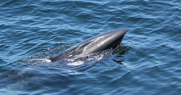 Photo from Whale and Dolphin Conservation