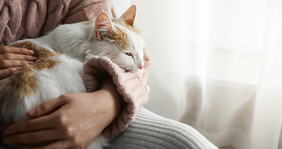 Photo by New Africa A white and orange cat sleeps in a woman's arms
