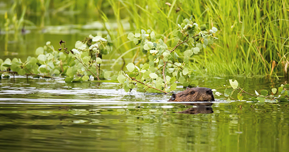 Photo by Chris Moody A beaver swims in a pond.