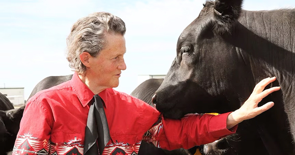 Photo by Rosalie Winard Dr. Temple Grandin with a cow