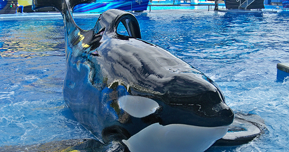 Photo of Tilikum by Brandy Kregel Photo of Tilikum by Brandy Kregel