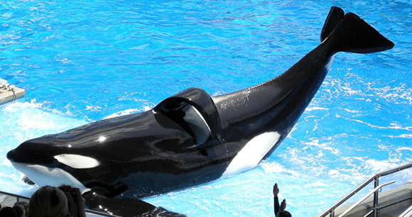 Photo of Tilikum, from Flickr by Milan Boers Photo of Tilikum, from Flickr by Milan Boers