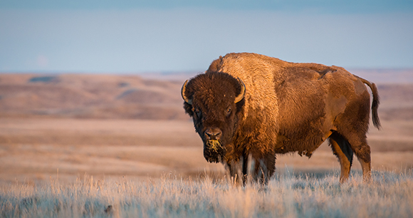 bison on a prairie - Photo by Ghost Bear bison on a prairie