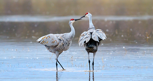 two sandhill cranes in a pond - photo by Koji Hirano two sandhill cranes in a pond
